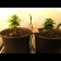 AK graine de cannabis