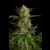 Amnesia Autoflowering cannabis  Seeds