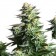Amnesia Haze cannabis seeds