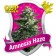 graines de Amnesia Haze