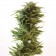 Amnesia Lemon cannabis seeds