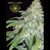 Amnesia cannabis
