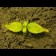 cutting of Amnesia Lemon Feminized