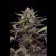 Blueberry cannabis seed