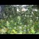 blueberry seed plants