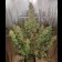 Autoxtreme Autofloraison graines de cannabis