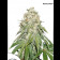 Banana Blaze 