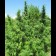 BANGI HAZE cannabis field