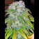 Big Bud Regular bud paddyseeds