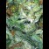 Big Bud Cannabis Seeds