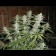 Big Bud Regular seeds