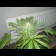 Big Buddha Cheese Feminized cannabis seeds