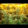 cannabis Big Buddha Cheese 