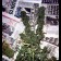 cannabis seeds Black Domina Regular