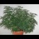 Black Widow cannabis seeds