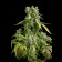 Blue Cheese Autoflowering cannabis seeds