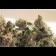 cannabis Blue Cheese 