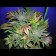 blue cannabis seeds