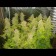 blue cheese feminised seeds