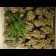 buds Blue Cheese 