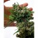 Blue Cheese Feminized cannabis seeds