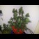 graines de cannabis Blue Mammoth Autofloraison
