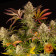 Blue Sunset Sherbert barneys