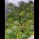 blueberry weed seed