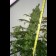 blueberry plant