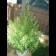 Botafumeiros Feminized bush