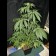 cannabis seeds Botafumeiros Feminized