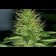 Buddha Haze cannabis seeds