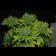 California Indica Regular 