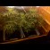 graines de cannabis Cheese Autoflowering