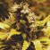 Cheese Dawg cannabis seeds