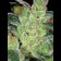 Cheese Cannabis Seeds