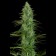 graines feminisees de Critical Jack 