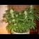 Critical jack herer