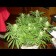 Critical jack herer seeds