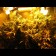 graines de Critical Jack Autoflo cannabis