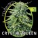 Crystal Queen Vision Seeds