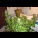 cheese cannabis buds