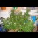 cheses plant
