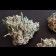 tetes de critical