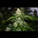 cannabis seed og-kush