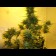 cheap og kush