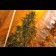 graines cannabis Shark Attack feminisee