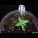 Shark Attack feminisee seeds