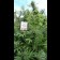 Durban Poison Feminisee
