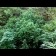 graines de Durban Poison 